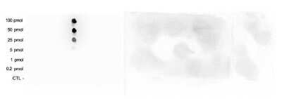 Dot Blot: Histone H3 [Dimethyl Arg17] Antibody [NBP2-59162] - A Dot Blot analysis was performed to test the cross reactivity of the antibody against H3R17me2(asym) with peptides containing other modifications of histone H3 and H4 and unmodified sequences from histone H3. One hundred to 0.2 pmol of the peptide containing the respective histone modification were spotted on a membrane. The antibody was used at a dilution of 1:20,000. Figure shows a high specificity of the antibody for the modification of interest.